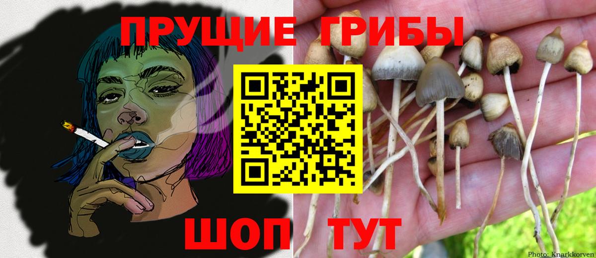 Псилоцибиновые грибы Cubensis  закладка  Чита  Псилоцибиновые грибы прущие грибы  Вход с VPN 